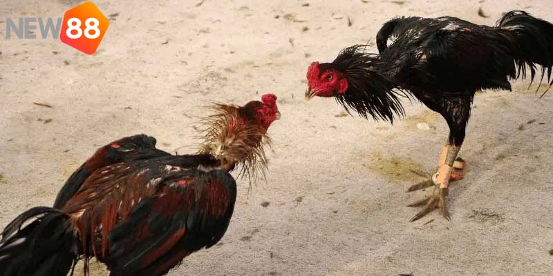 Đá gà cựa sắt