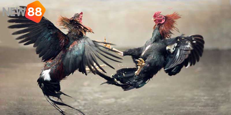 Đá gà tre New88